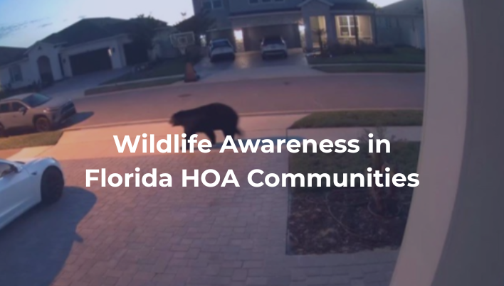 Black bear walking through a Florida HOA community neighborhood managed by Empire Management Group, promoting homeowner safety and wildlife awareness.